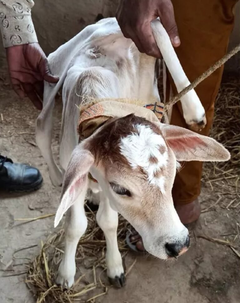 उत्तराखंड के जंगल में पशुपालक गुर्जर की गाय ने विचित्र बछड़े को दिया जन्म, छह पैर और दो पूंछ है, देखने वालों की लग गई भीड़