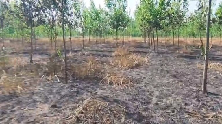 शॉर्ट सर्किट बना आफत, 11 बीघा फसल जलने से किसान को भारी नुकसान